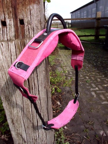 Longiergurt reithilfe mit - longiergurt,