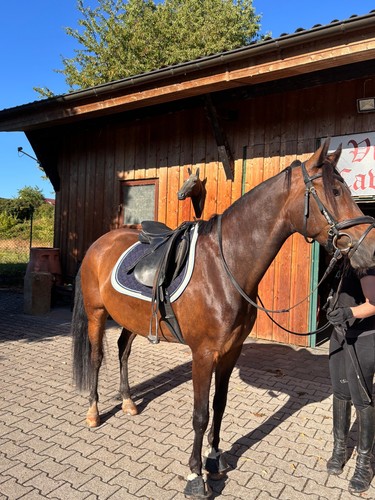 Usg pony schabracke - usg,