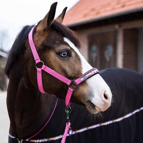 Equest halfter uno - equest,